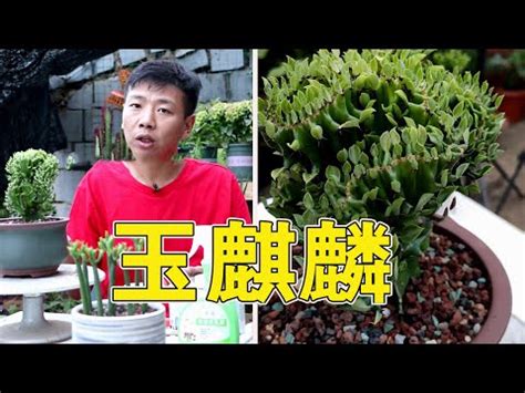 玉麒麟植物風水